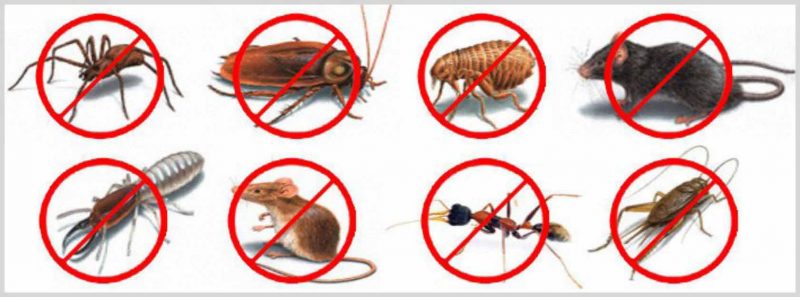 Pest Reject elimina plagas